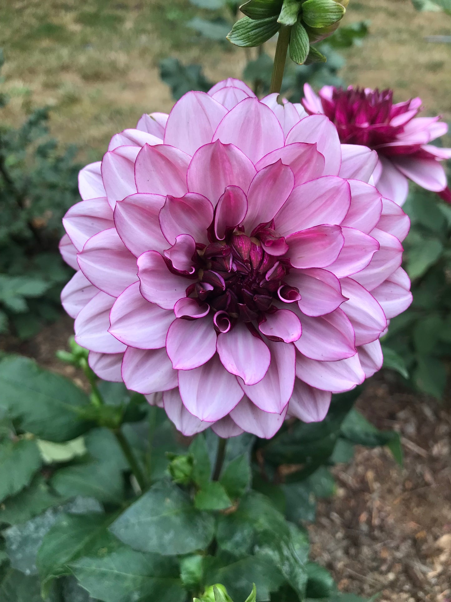 Creme de Cassis
