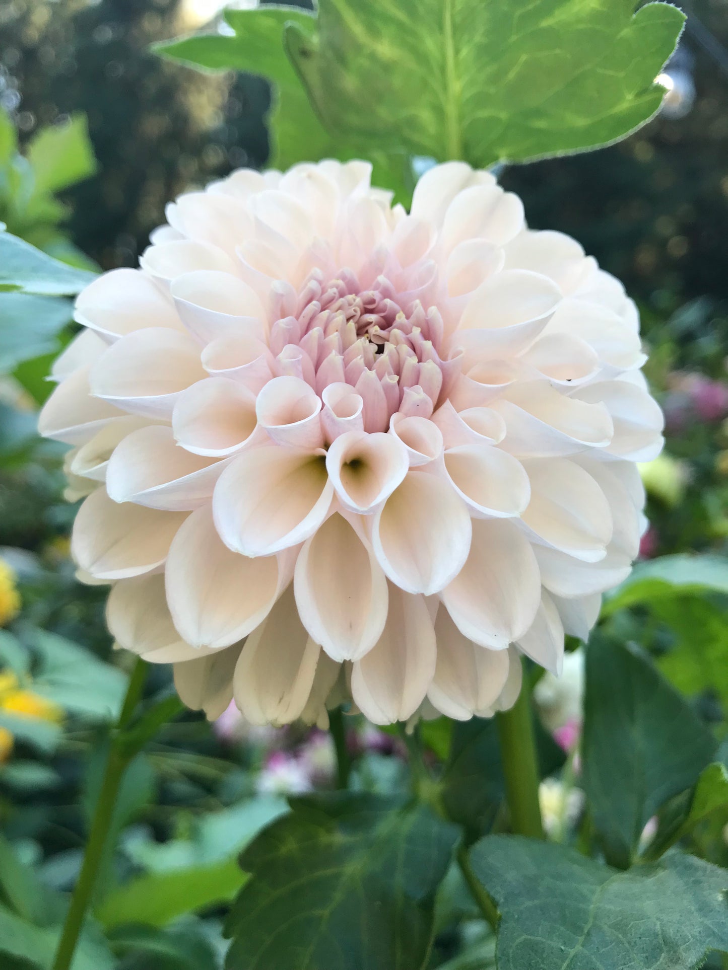 Eden's Blush On