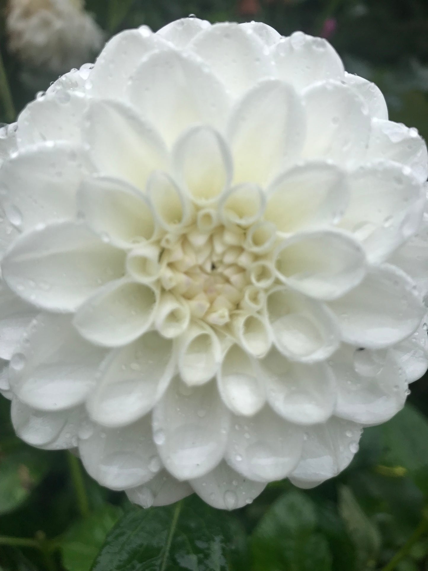 Ferncliff Pearl