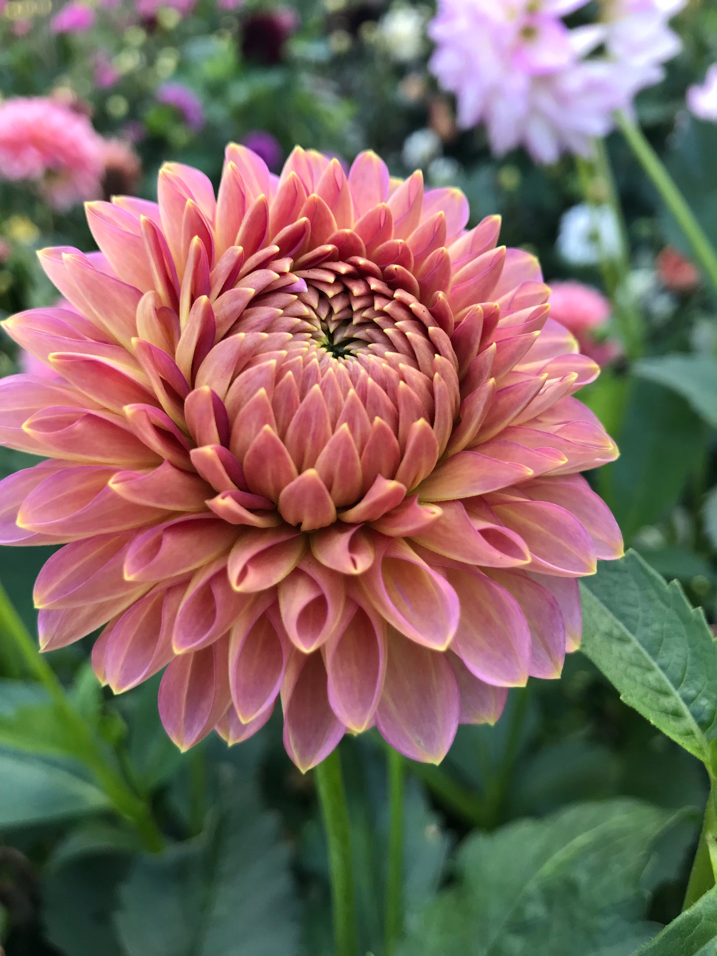 Westerton Pearl