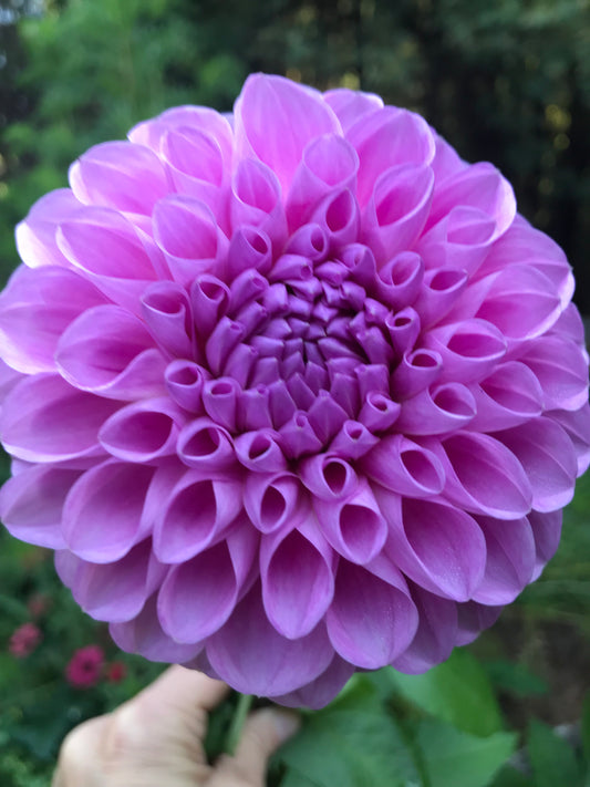 20th Ave Morning Mist