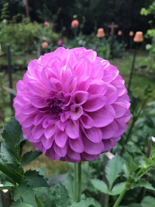 20th Ave Pure Prince