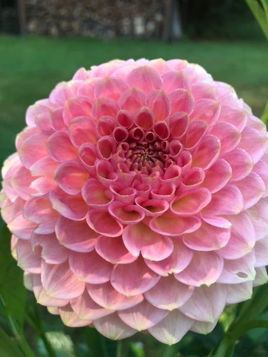 20th Ave Softer Peach