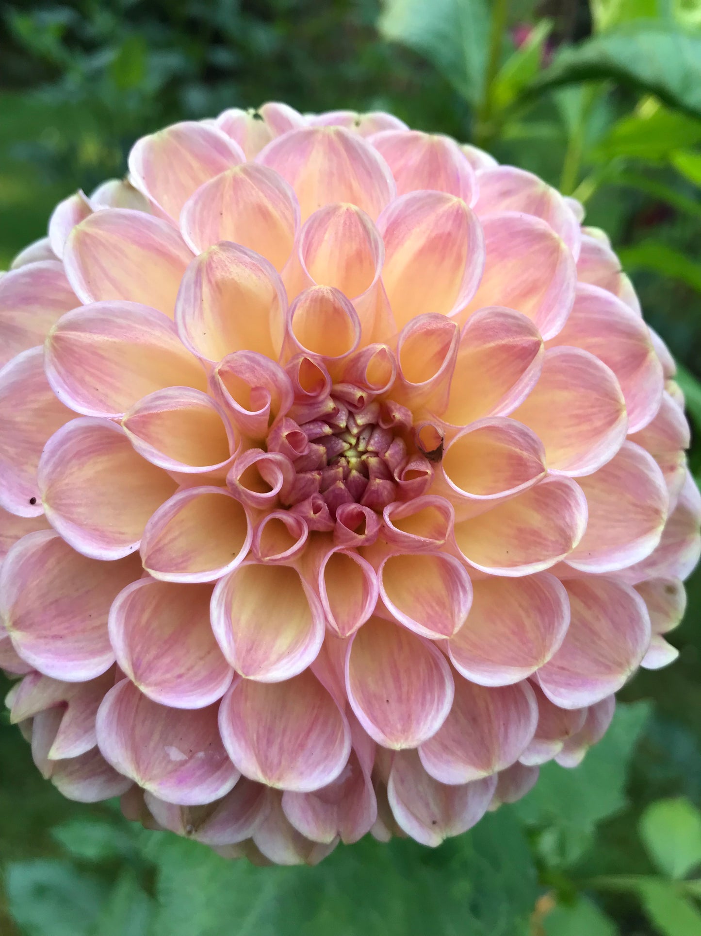 Clearview Peachy