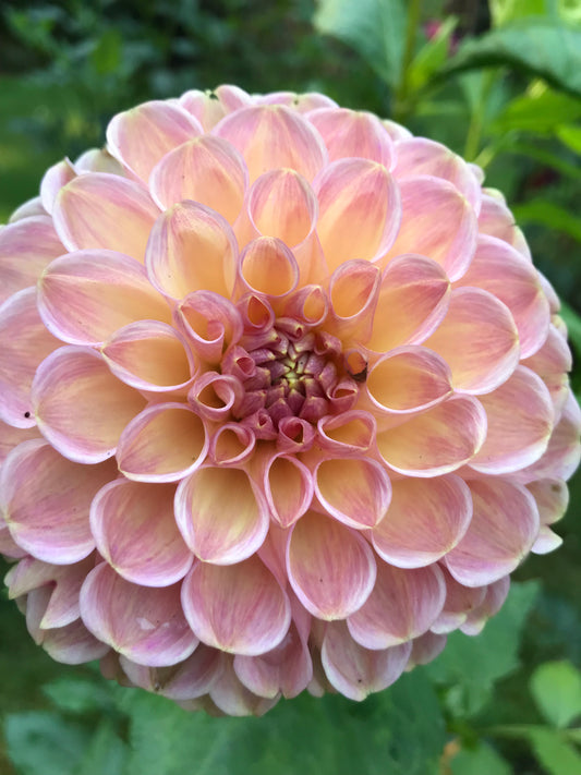 Clearview Peachy