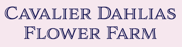 Cavalier Dahlias