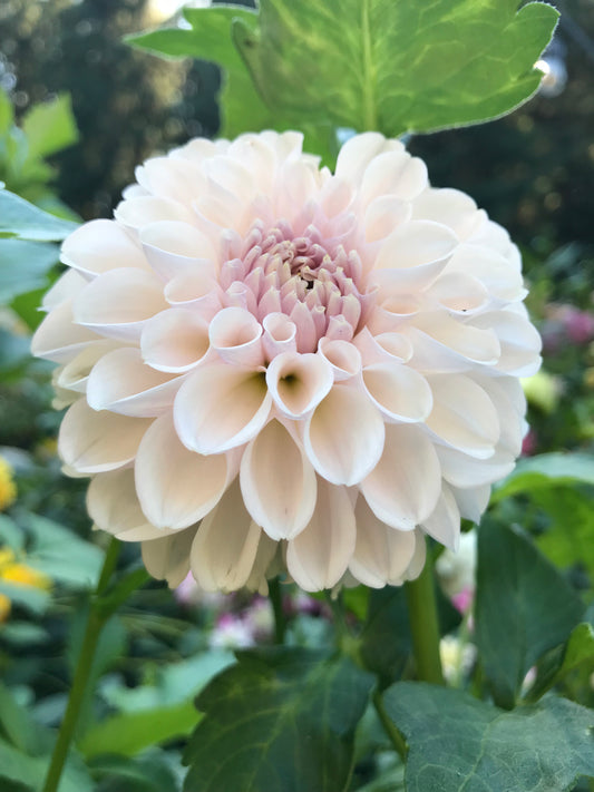 Eden's Blush On