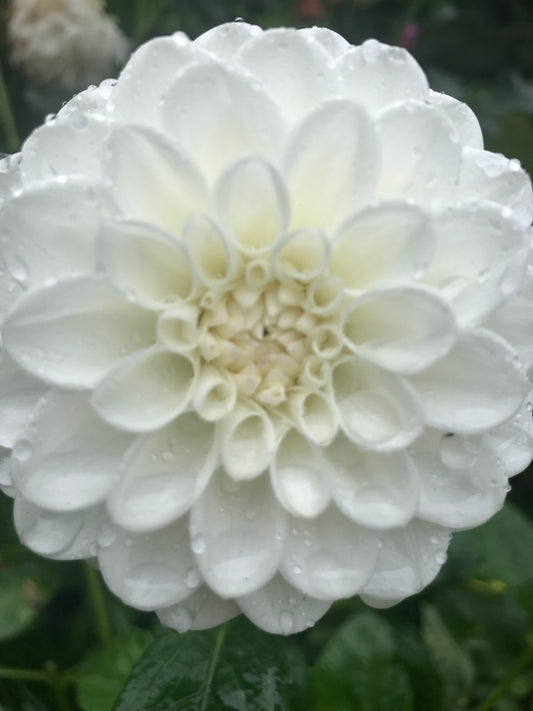 Ferncliff Pearl