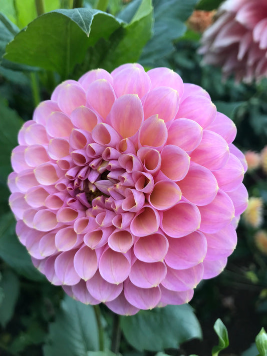 Hamari Rose