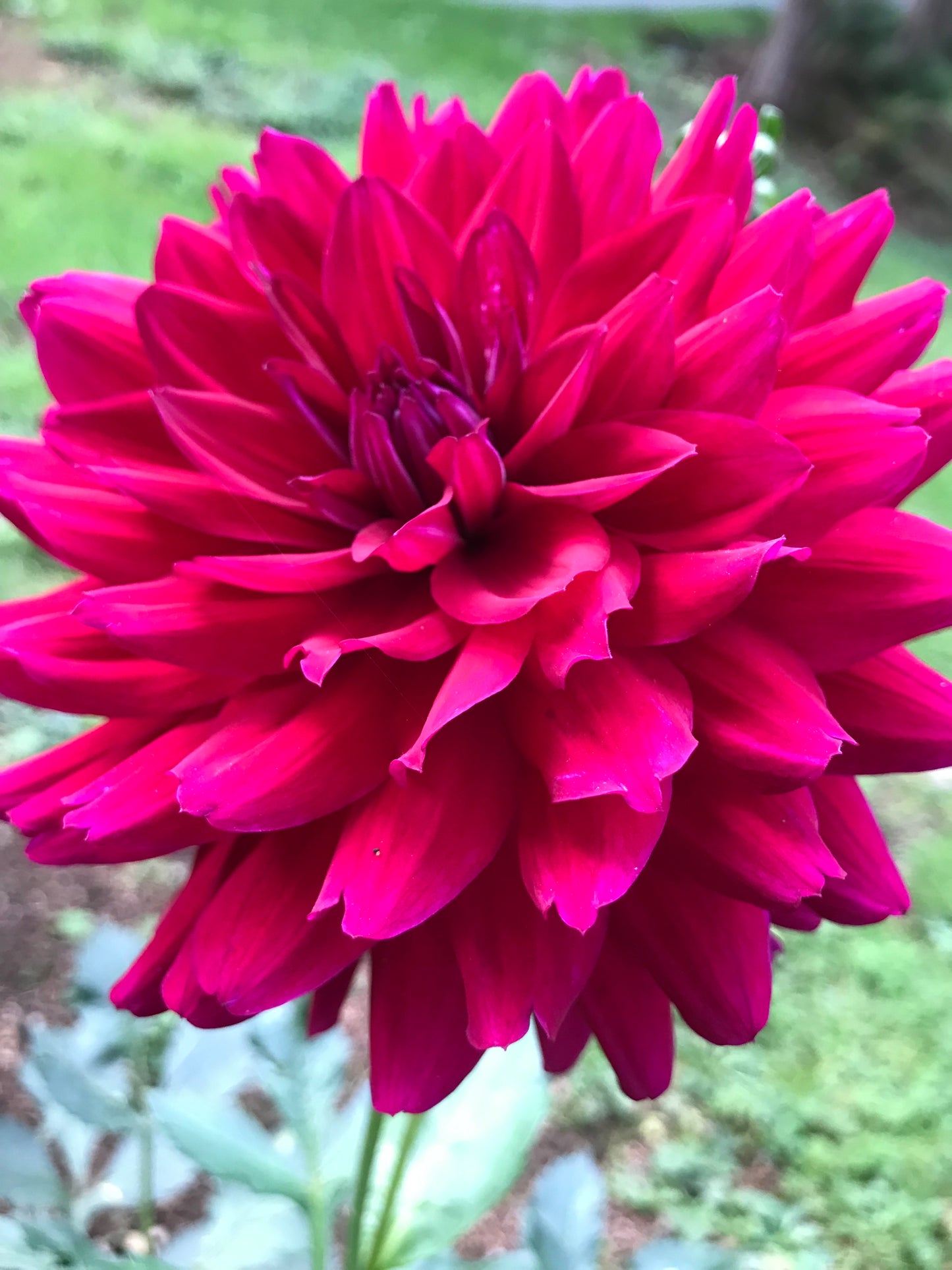 Hollyhill Black Beauty