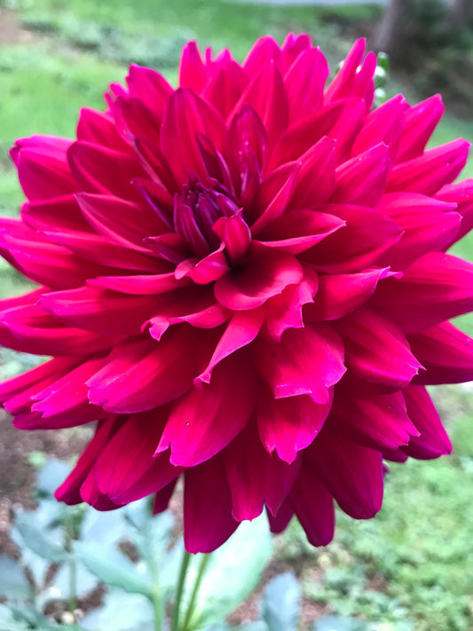 Hollyhill Black Beauty