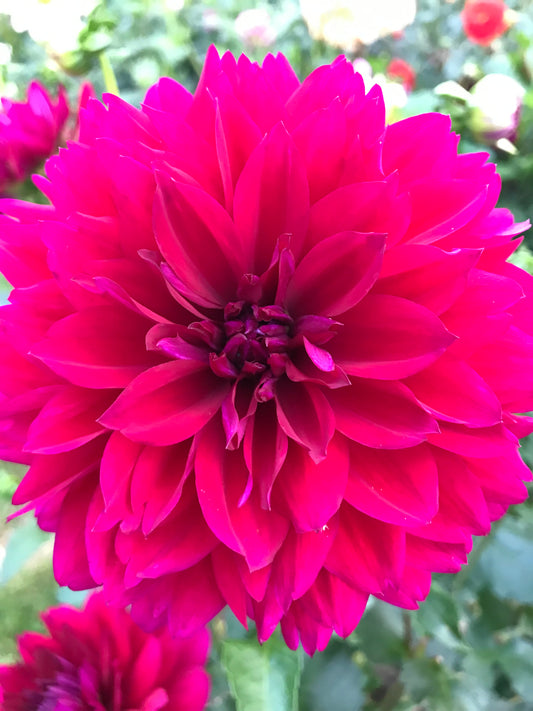 Hollyhill Black Widow