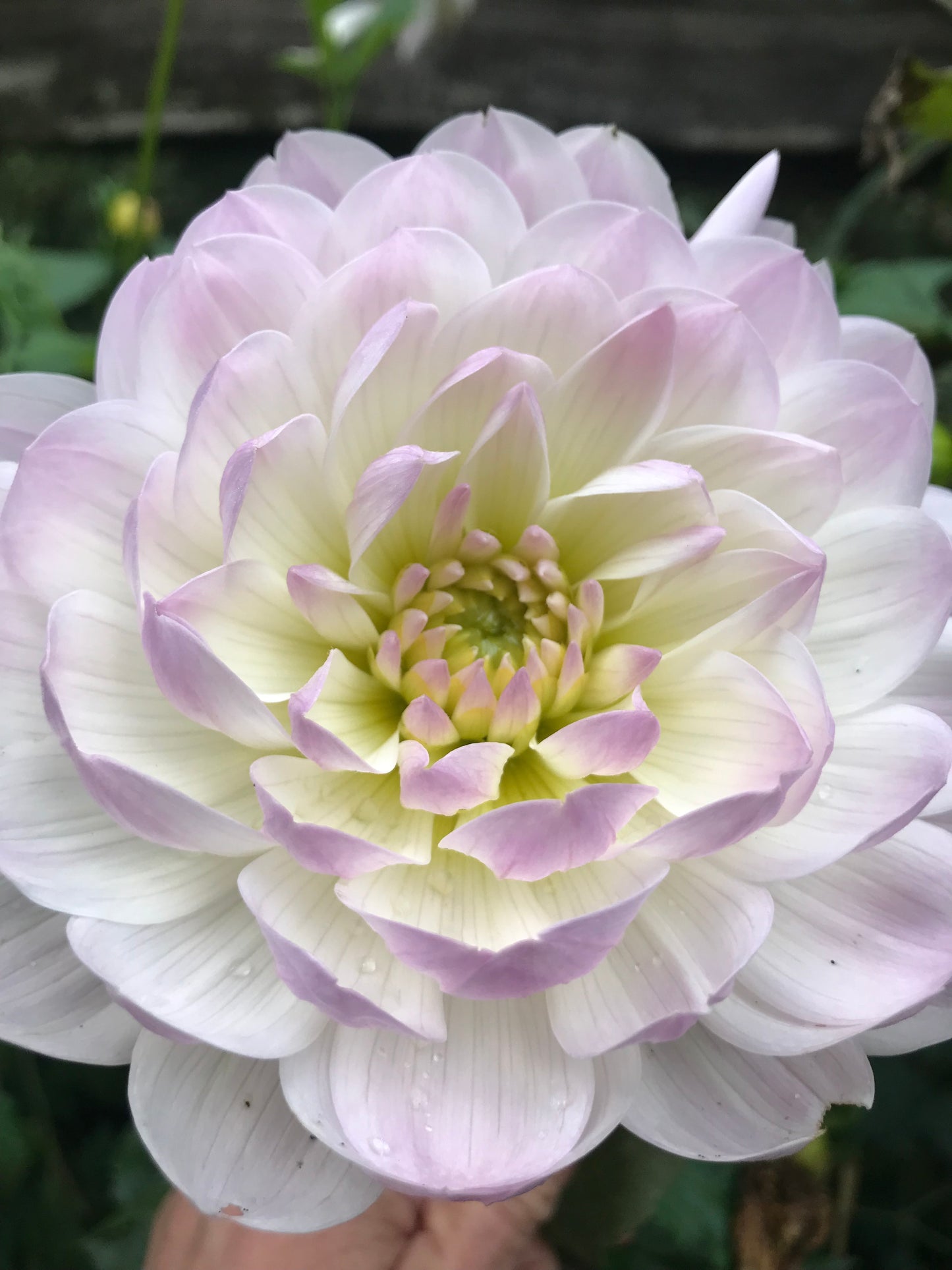 Hollyhill Lilibet