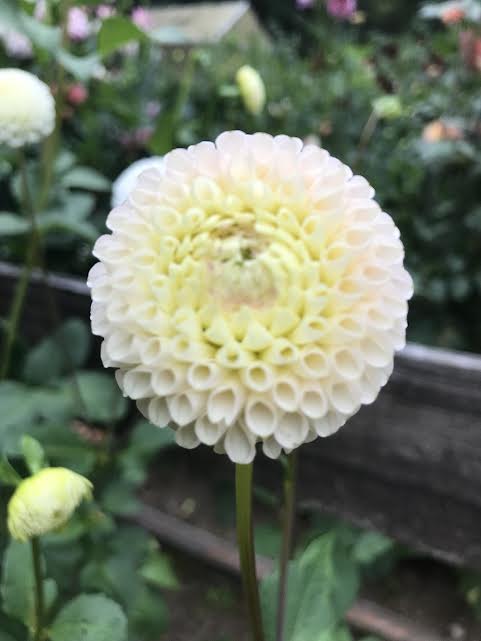 Hollyhill Pollyanna