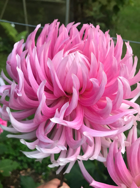 Hollyhill Cotton Candy