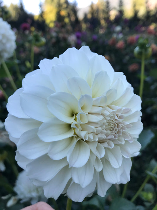 Irish Ruffles
