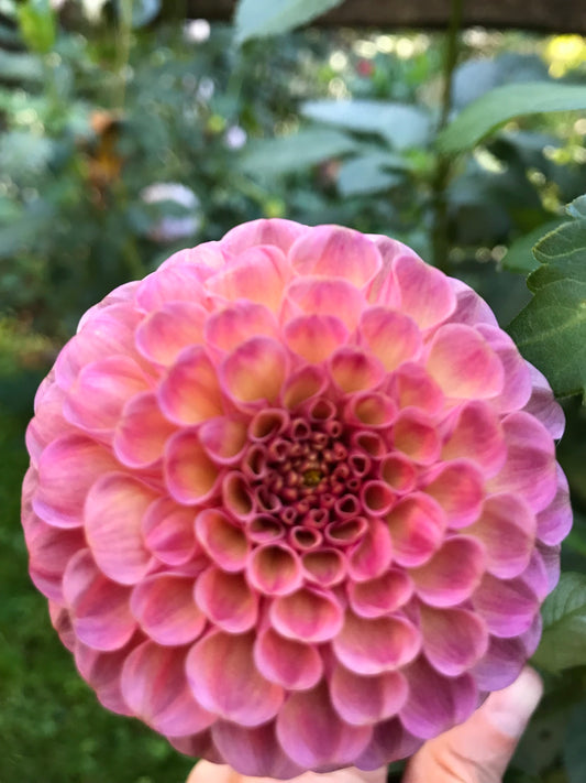 Koko Puff