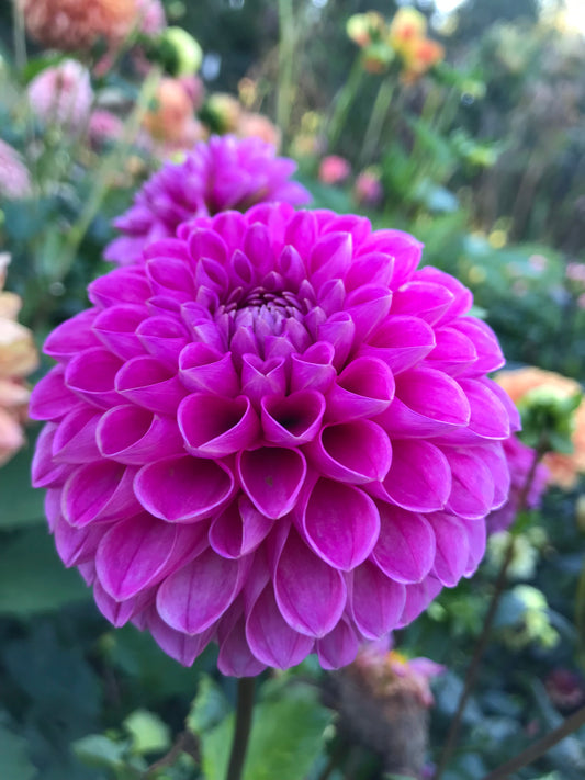 Mary's Jomanda