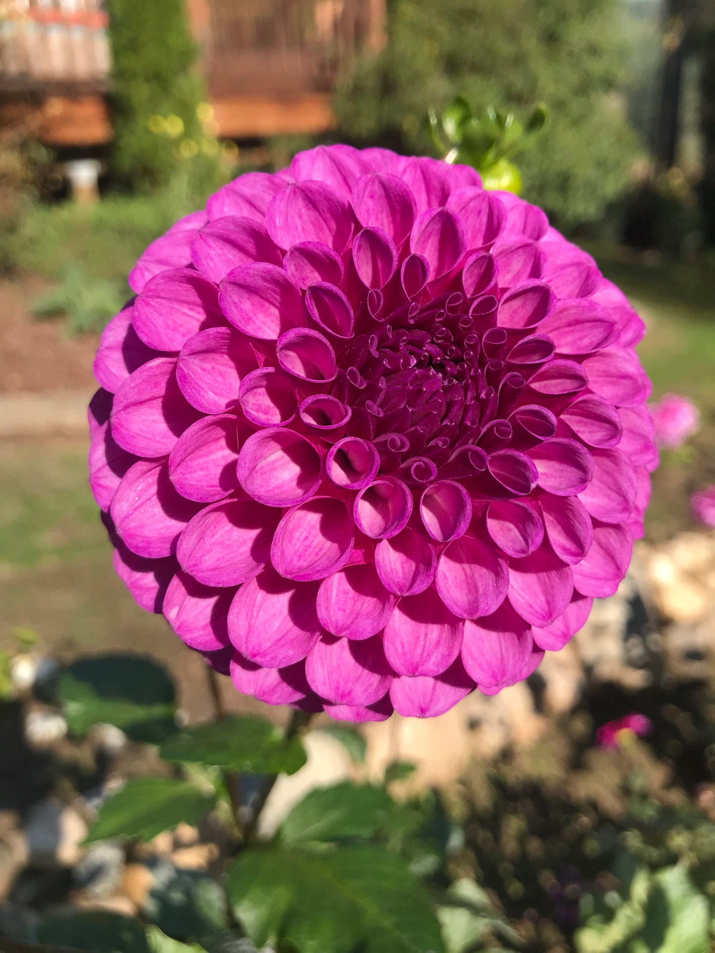 Robann Royal