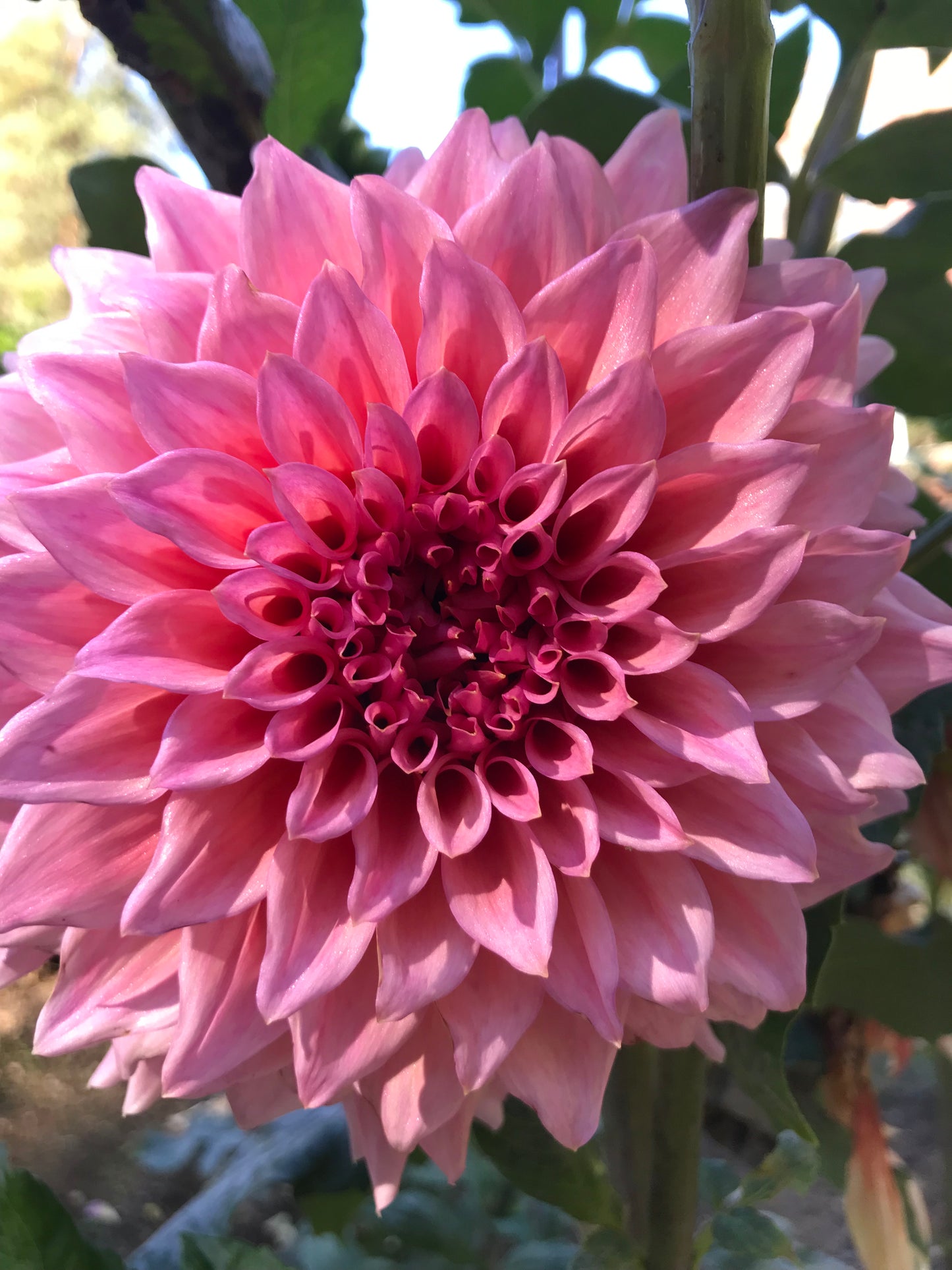 Wyn's Pink Pearl